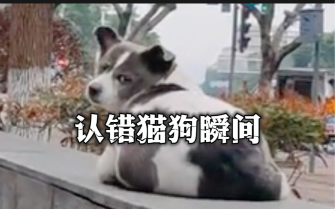 [图]猫狗不分的神奇人类，看猫不是猫，看狗不是狗。 #猫猫狗狗傻傻分不清楚 #意不意外惊不惊喜 #搞笑视频