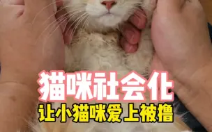 Download Video: 小猫社会化第一课爱上被撸