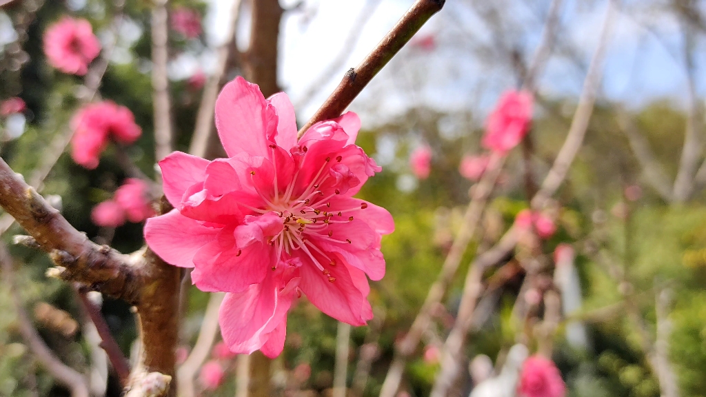 [图]我的桃花运来了