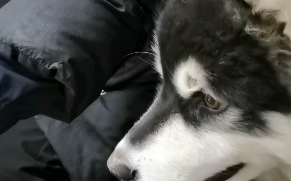 班戈:有东西吃班戈当然要积极啦_哔哩哔哩_bilibili