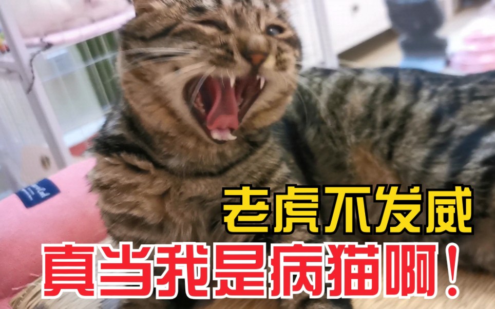 猫咪的胡子到底能不能碰?!碰了就会生气?哔哩哔哩bilibili