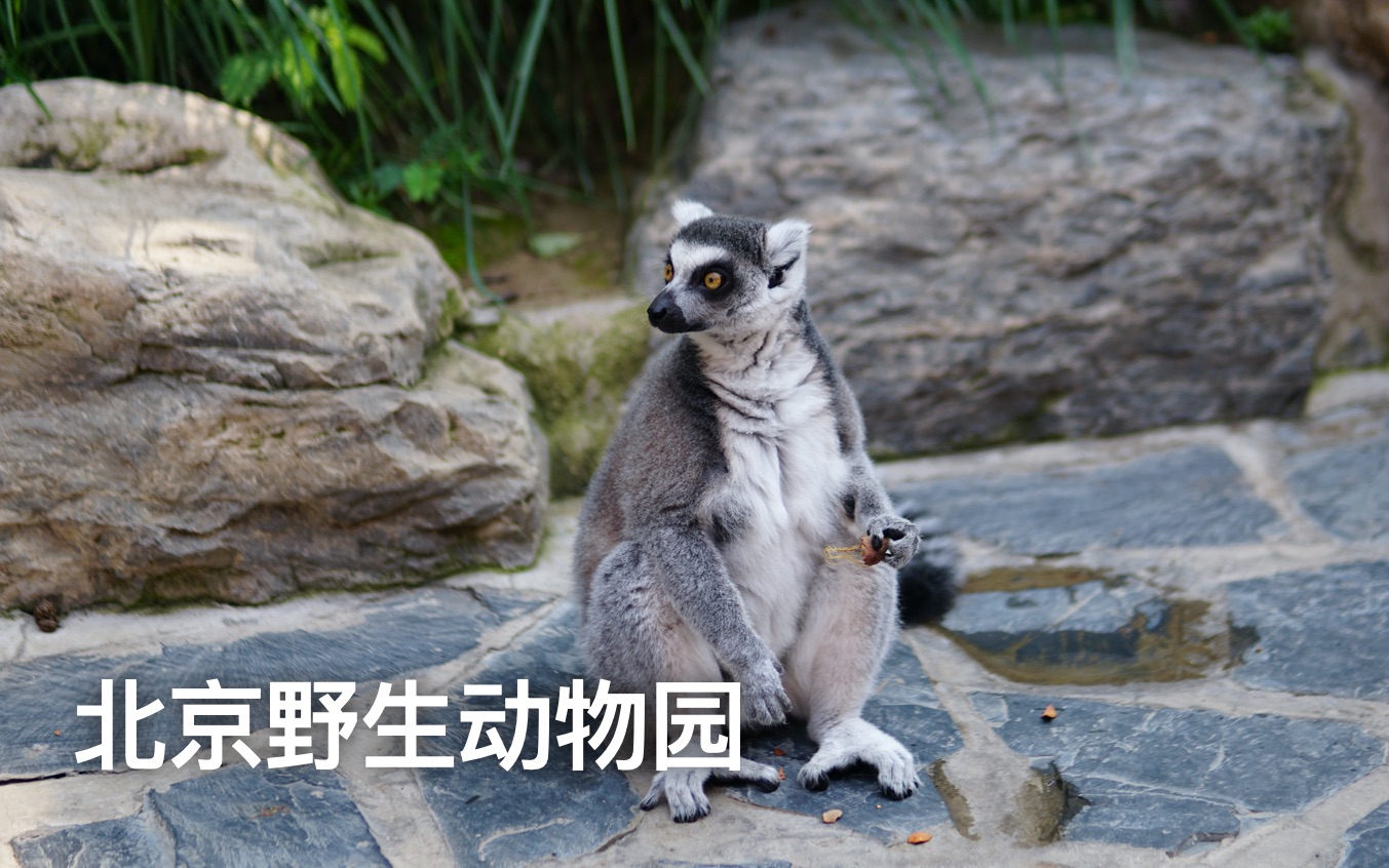 [Siris & 铳梦]北京野生动物园全纪实