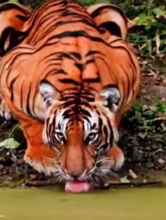 活动作品盘点各动物喝水