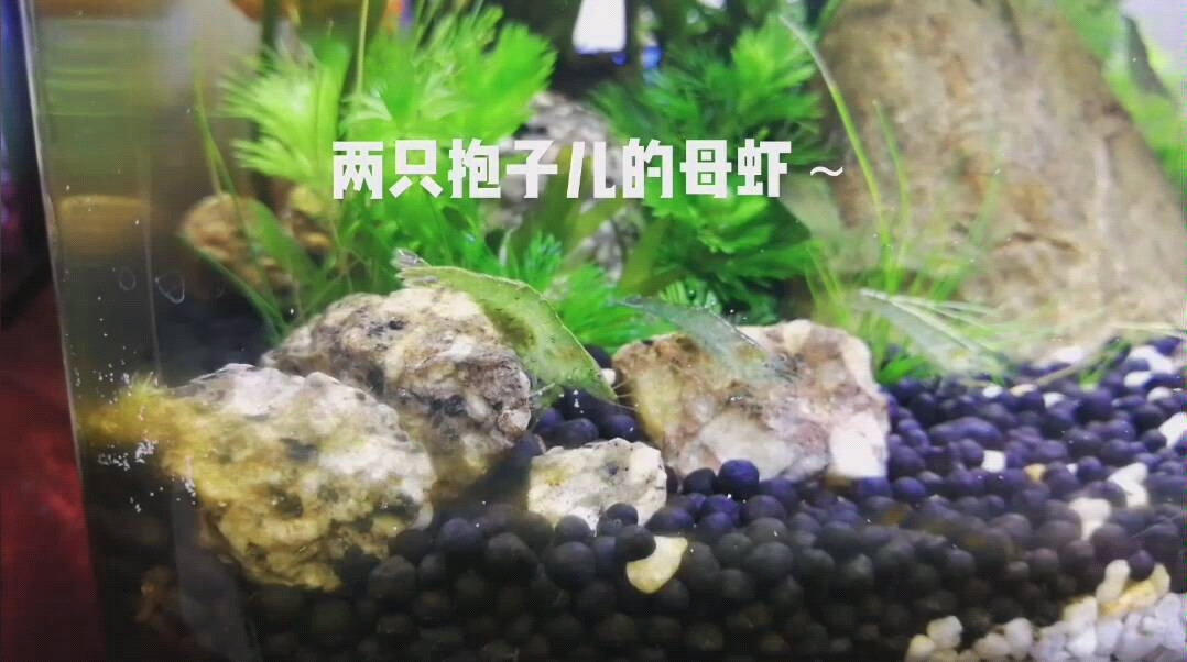 黑壳虾两只怀孕母虾的面基