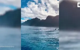 神仙运气：海面游玩时遇到一大群海豚的旅游-来自视频帝-微博视频-最新最快短视频-搞笑短视频-美女短视