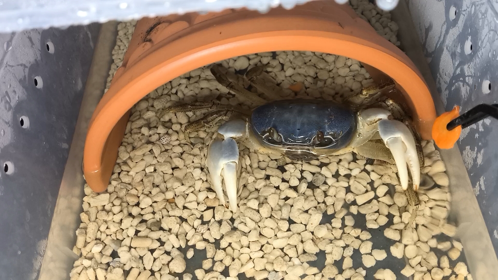 憨批天蓝图氏蟹