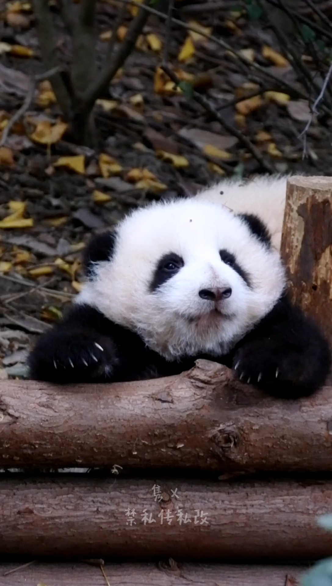 大熊猫和花一朵努力营业的小花都困的打哈欠了还在卖萌