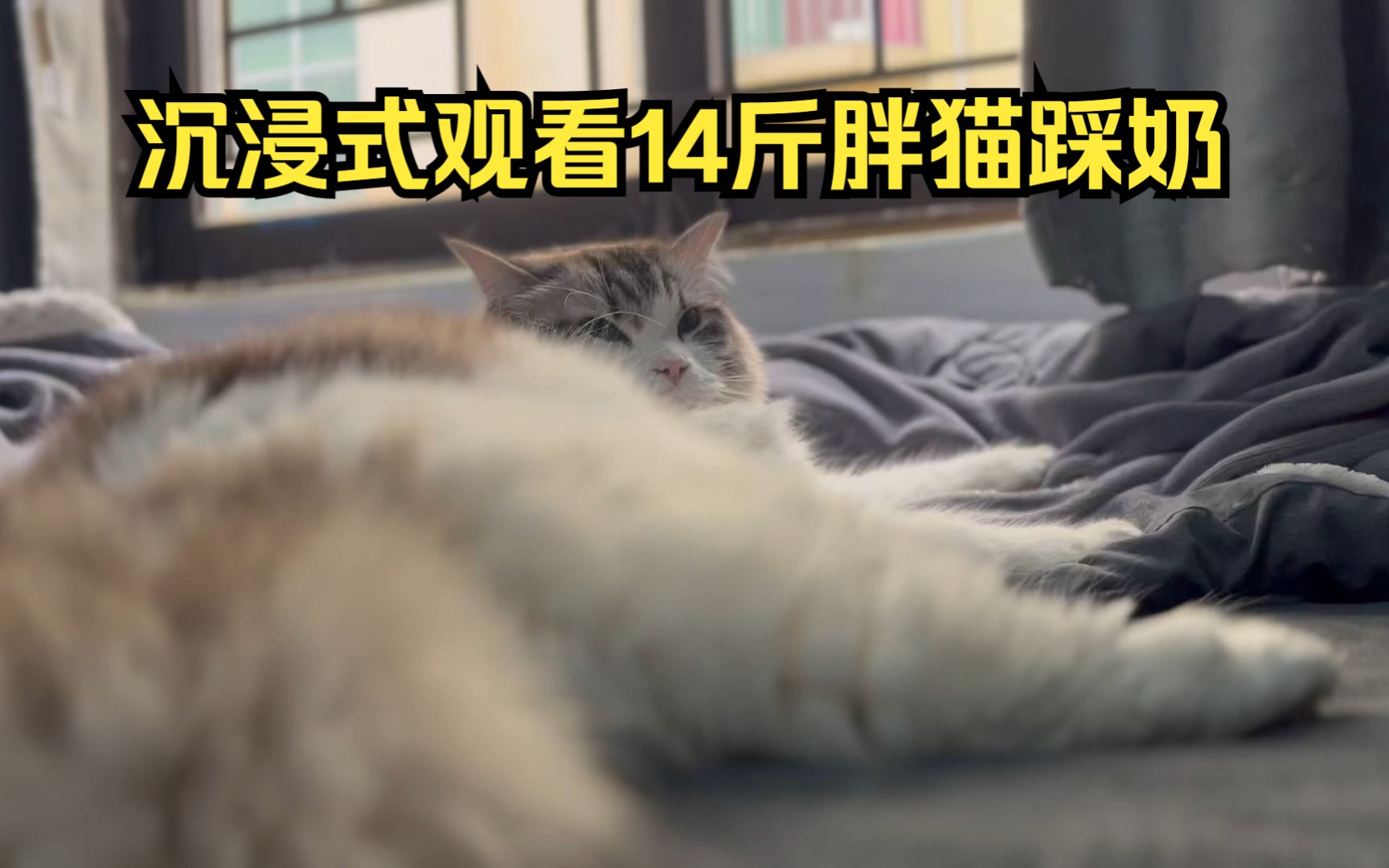 沉浸式观看14斤大胖猫布偶踩奶哔哩哔哩bilibili