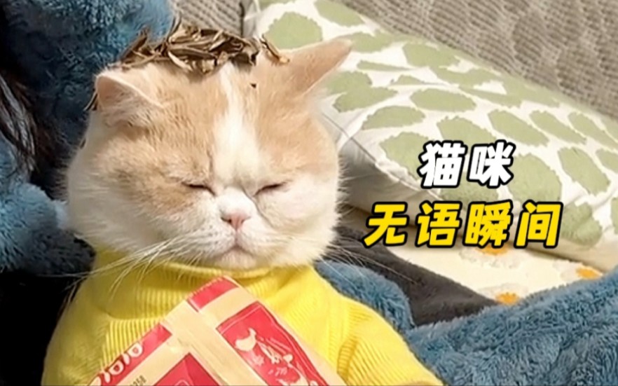 [图]猫咪：这辈子都没有这么无语过！