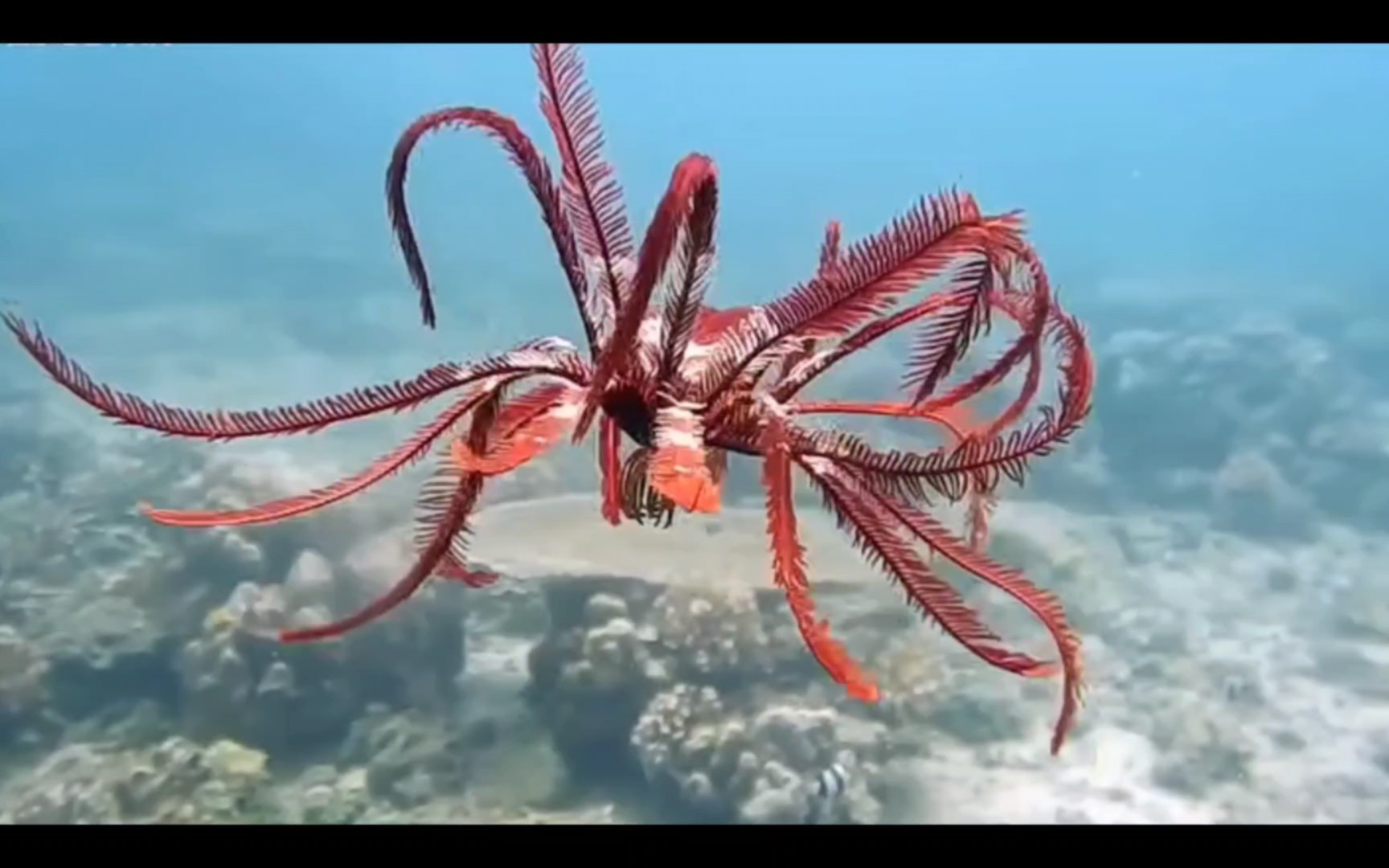 【生物】莫名舒缓解压,海羽星