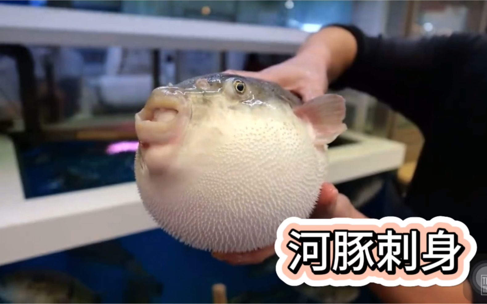 河豚有毒?看看小日本怎么生吃