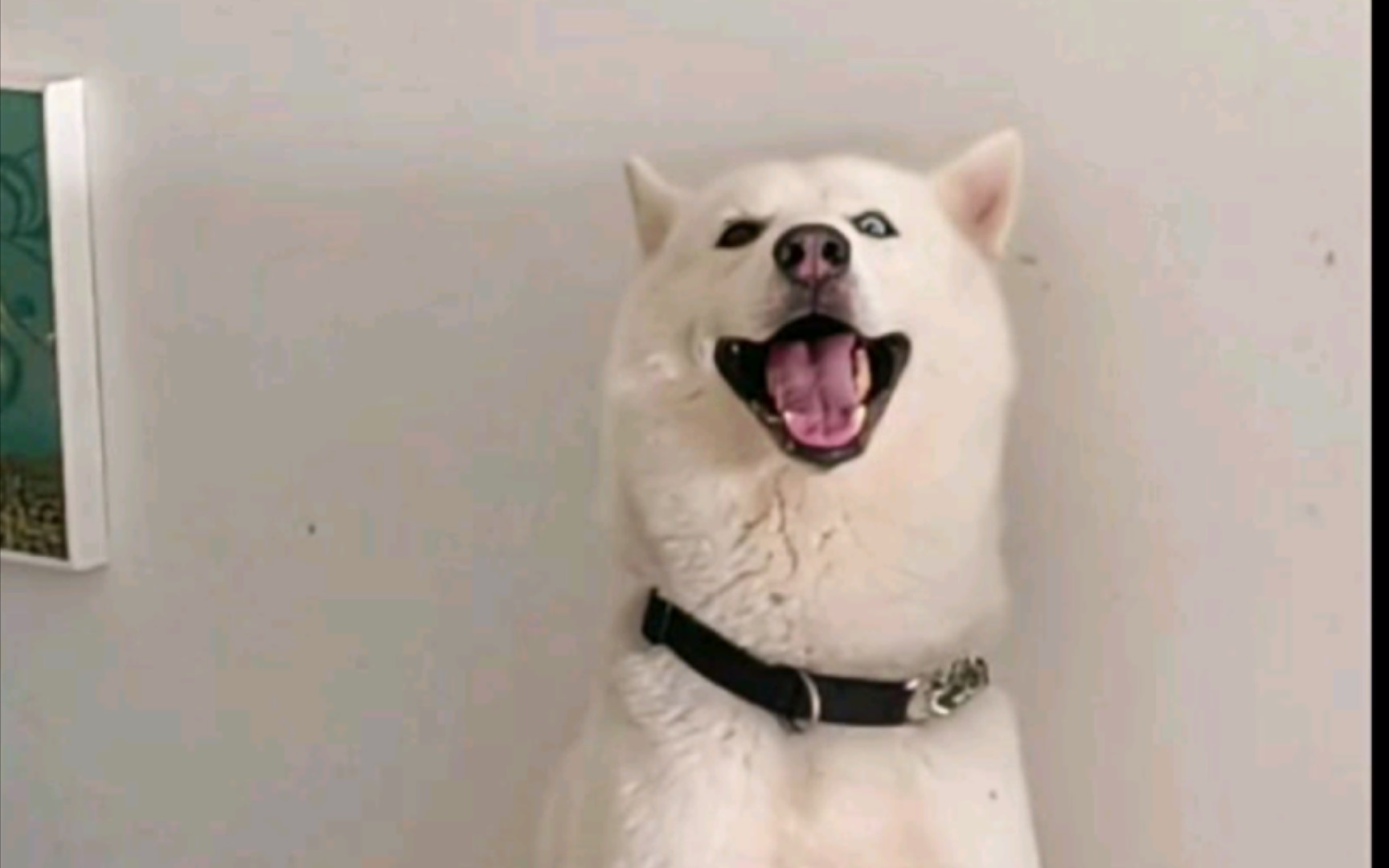 哈士奇:大家龙年旺旺旺