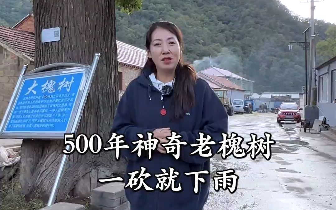 这棵500多年的大槐树真是太神奇了,据当地百姓说它是明成祖朱棣所栽,修路砍它的时候还发生了奇怪的事哔哩哔哩bilibili