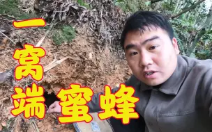 Tải video: 上山想把蜂窝给端了，结果蜜蜂在窝里一动不动，真的是没办法了！