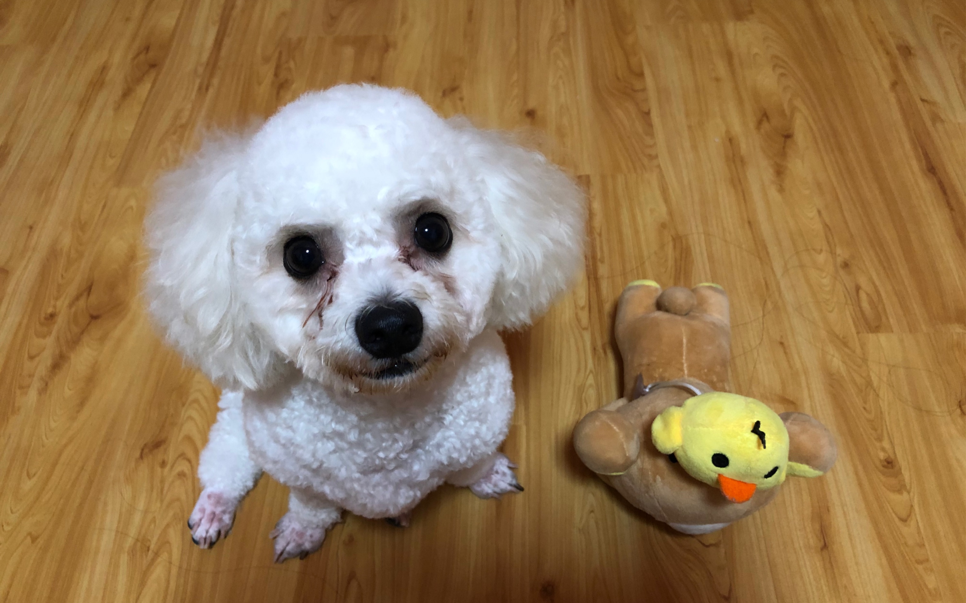 小短腿的忧伤_哔哩哔哩 (゜-゜)つロ 干杯~-bilibili