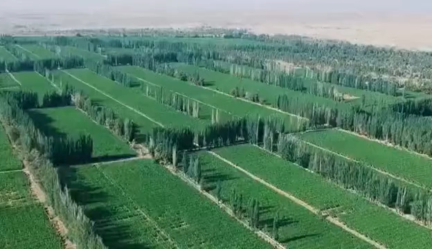 航拍镜头下的敦煌阳关林场
