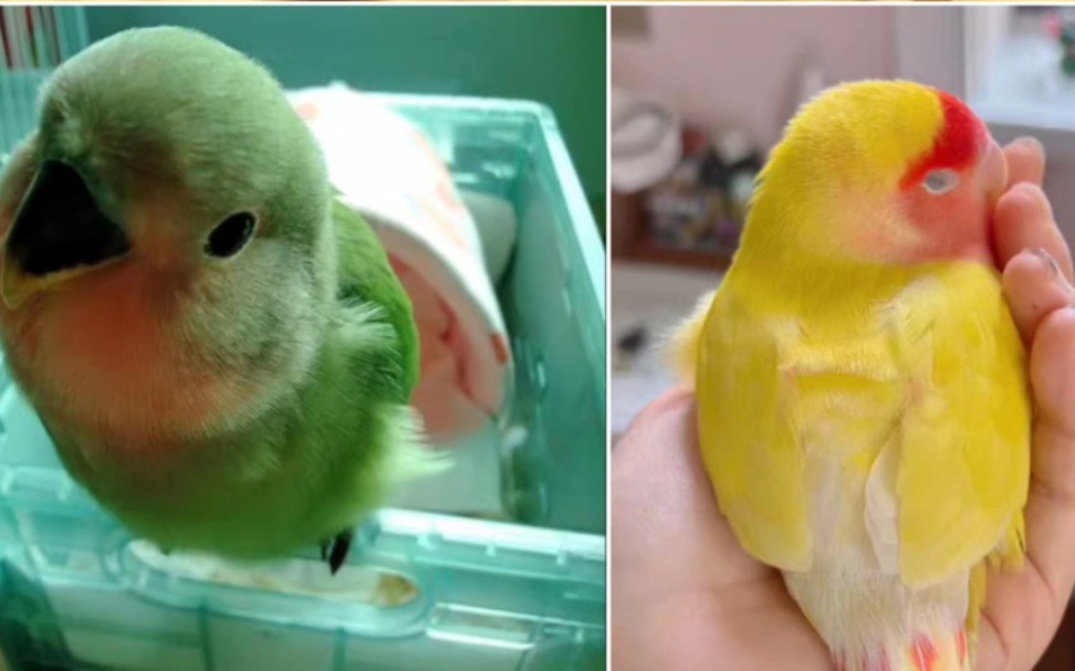 小绿桃和小黄桃