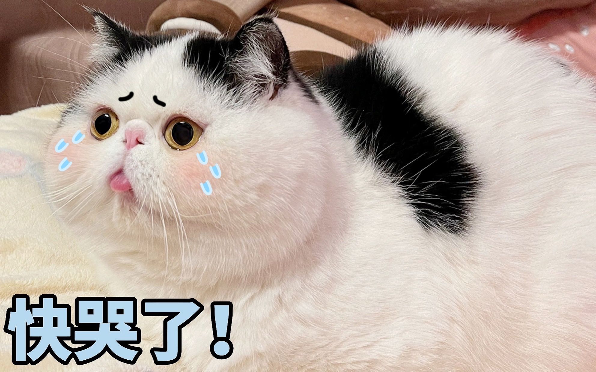 主人一说要出门,猫咪就想哭.