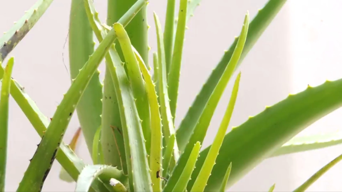 芦荟怎么种植才能促进芦荟生长又大又好哔哩哔哩bilibili