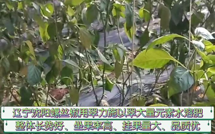 翠力施水溶肥辽宁沈阳螺丝椒用翠力施以翠大量元素水溶肥,整体长势好、坐果率高、挂果量大、品质优哔哩哔哩bilibili