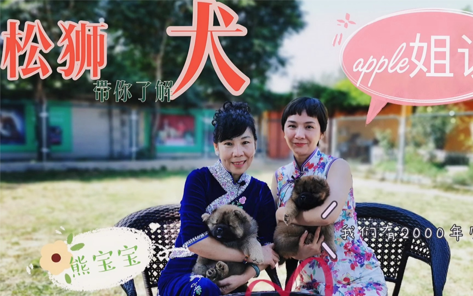 带你了解松狮犬哔哩哔哩bilibili