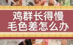 鸡毛色差长得慢怎么办鸡的毛色不好怎么办鸡冠不红是怎么回事