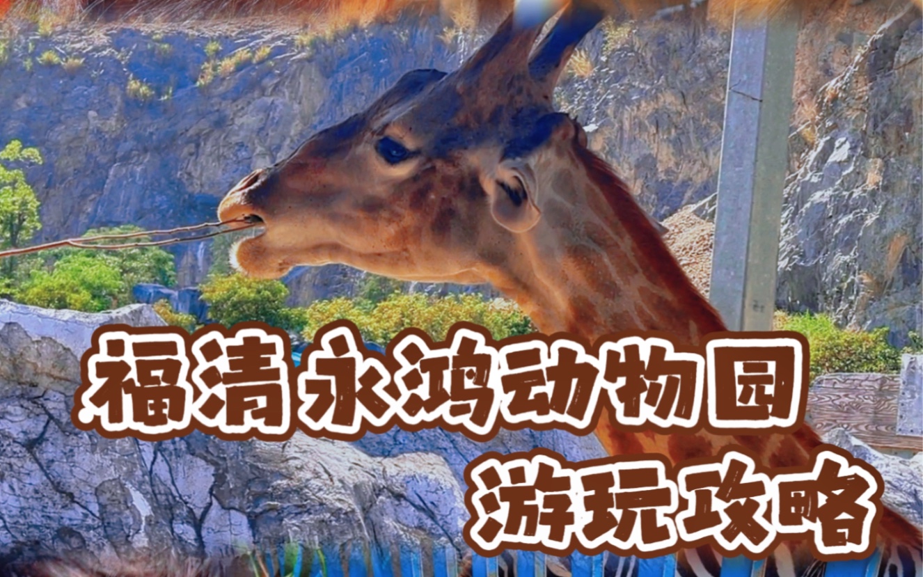 福清永鸿动物园游玩攻略