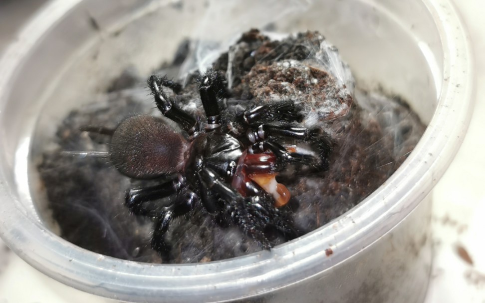 重庆产红牙大疣蛛捕食,也很快_哔哩哔哩_bilibili