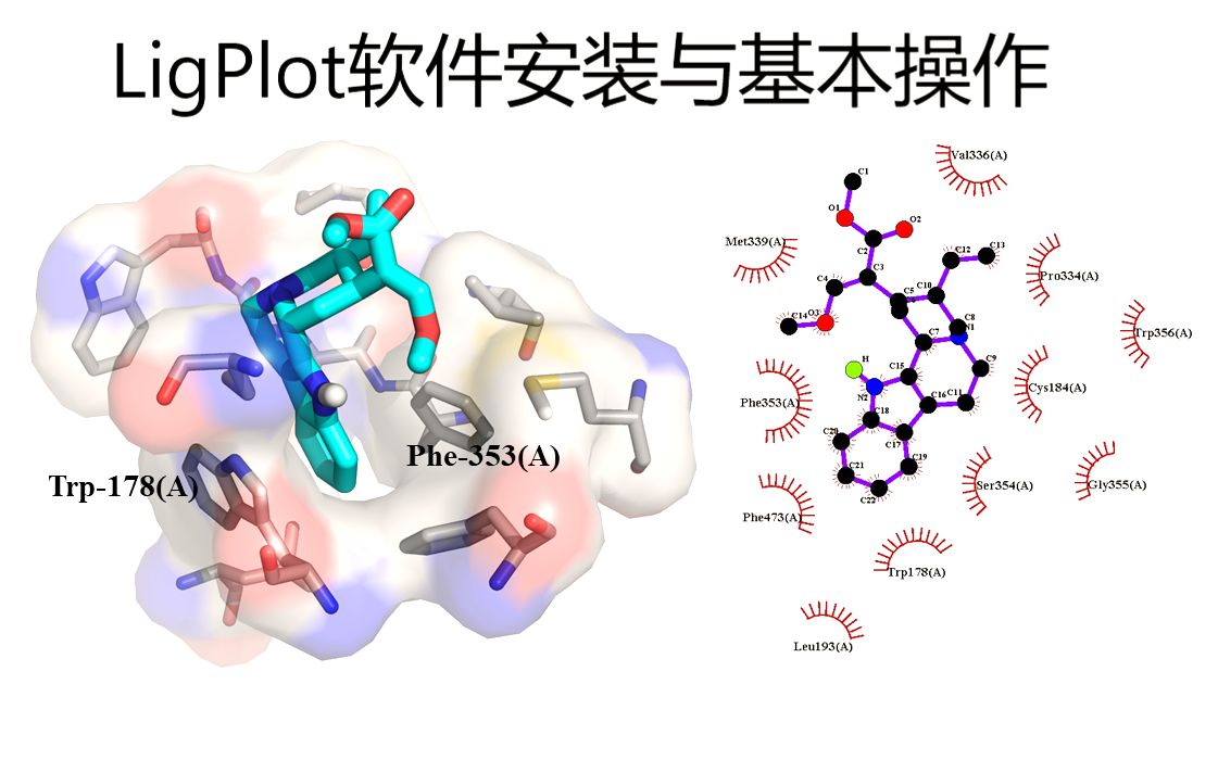 分子对接 二维可视化软件 ligplot 的下载安装与使用 链接:https://pan.baidu.com/s/1483MhfehugI8u0lNqRtu1Q哔哩哔哩bilibili