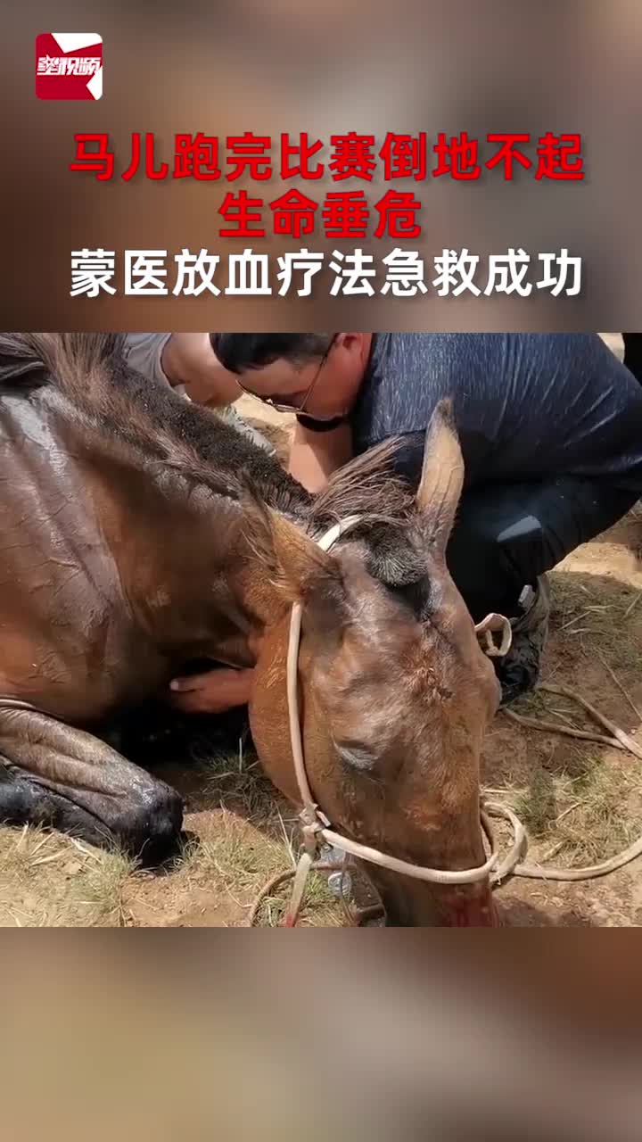 [图]马儿跑完比赛倒地不起生命垂危，蒙医放血疗法急救成功