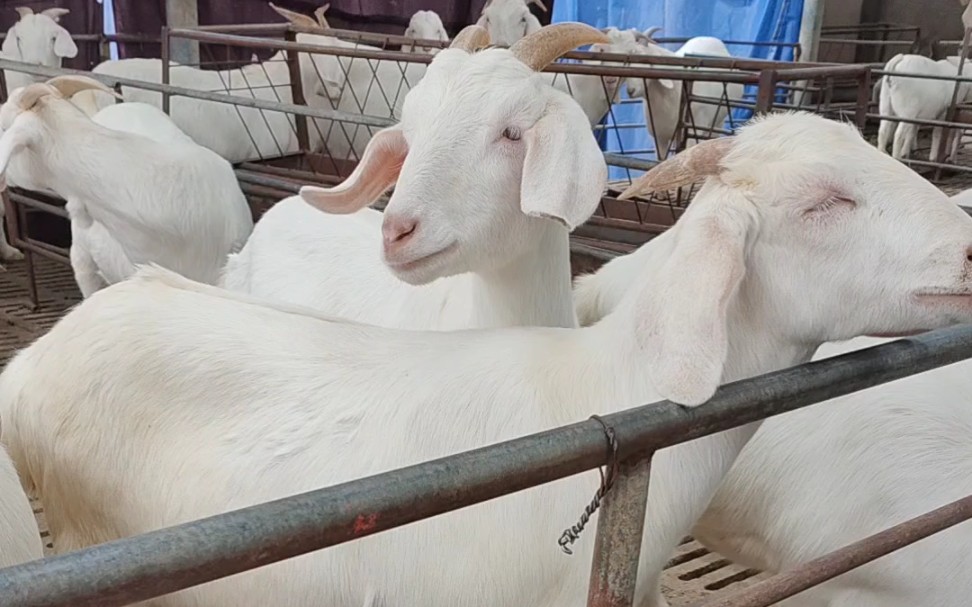 美国白山羊多胎多羔,生长速度快,抗病能力强耐粗饲,好饲养