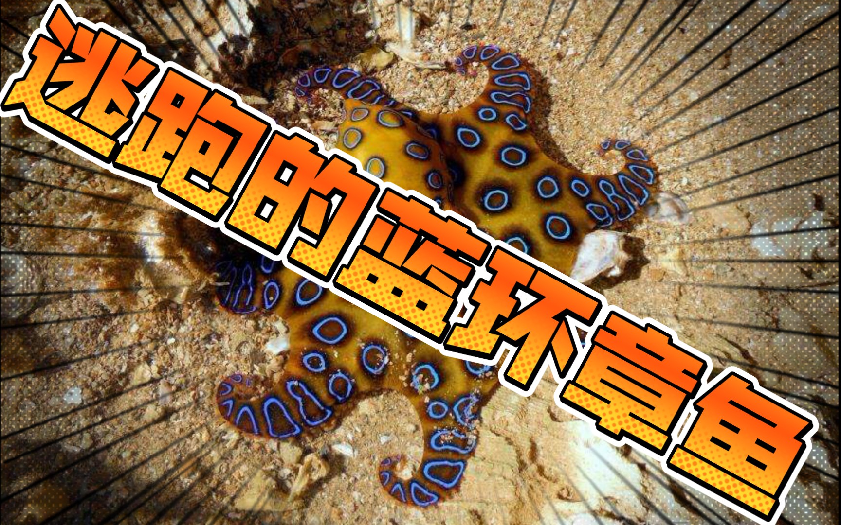 【逃跑的蓝环章鱼】