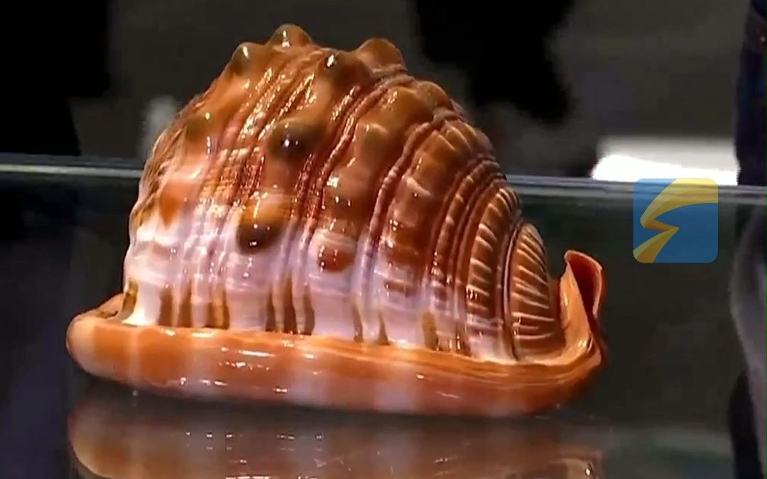 四大名螺中的每一种 打开都是一本丰富的文化与科学书