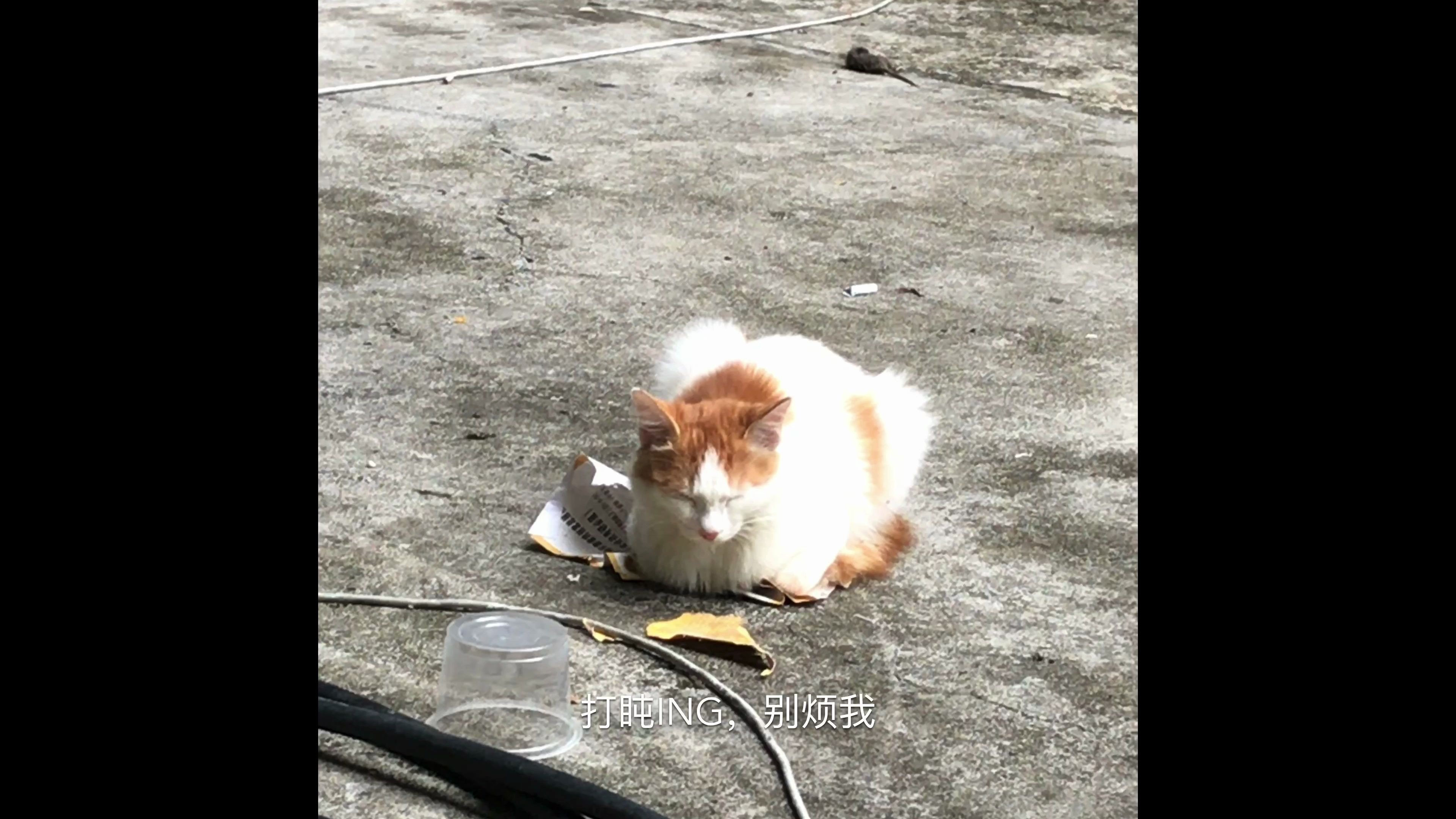 广东供液大学东风路校区女生宿(猫)舍哔哩哔哩bilibili