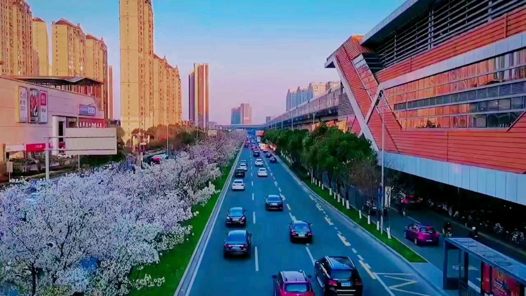 北仑泰山路的樱花