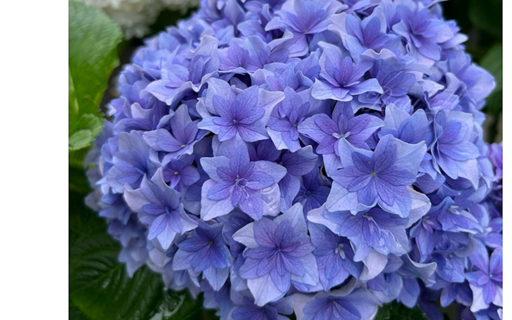 07/绣球—沙龙,夏龙,列车