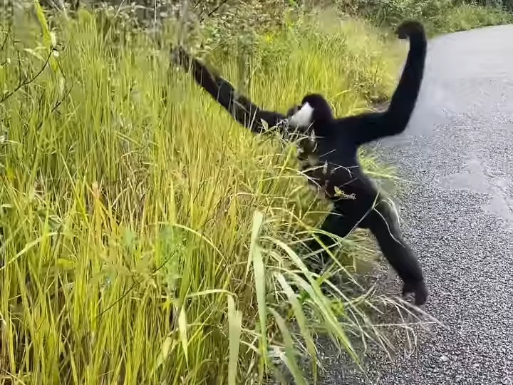 会直立行走的北白颊长臂猿
