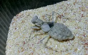 Download Video: 【YouTube】“憨憨哒~”埃螳（Eremiaphila sp）捕食