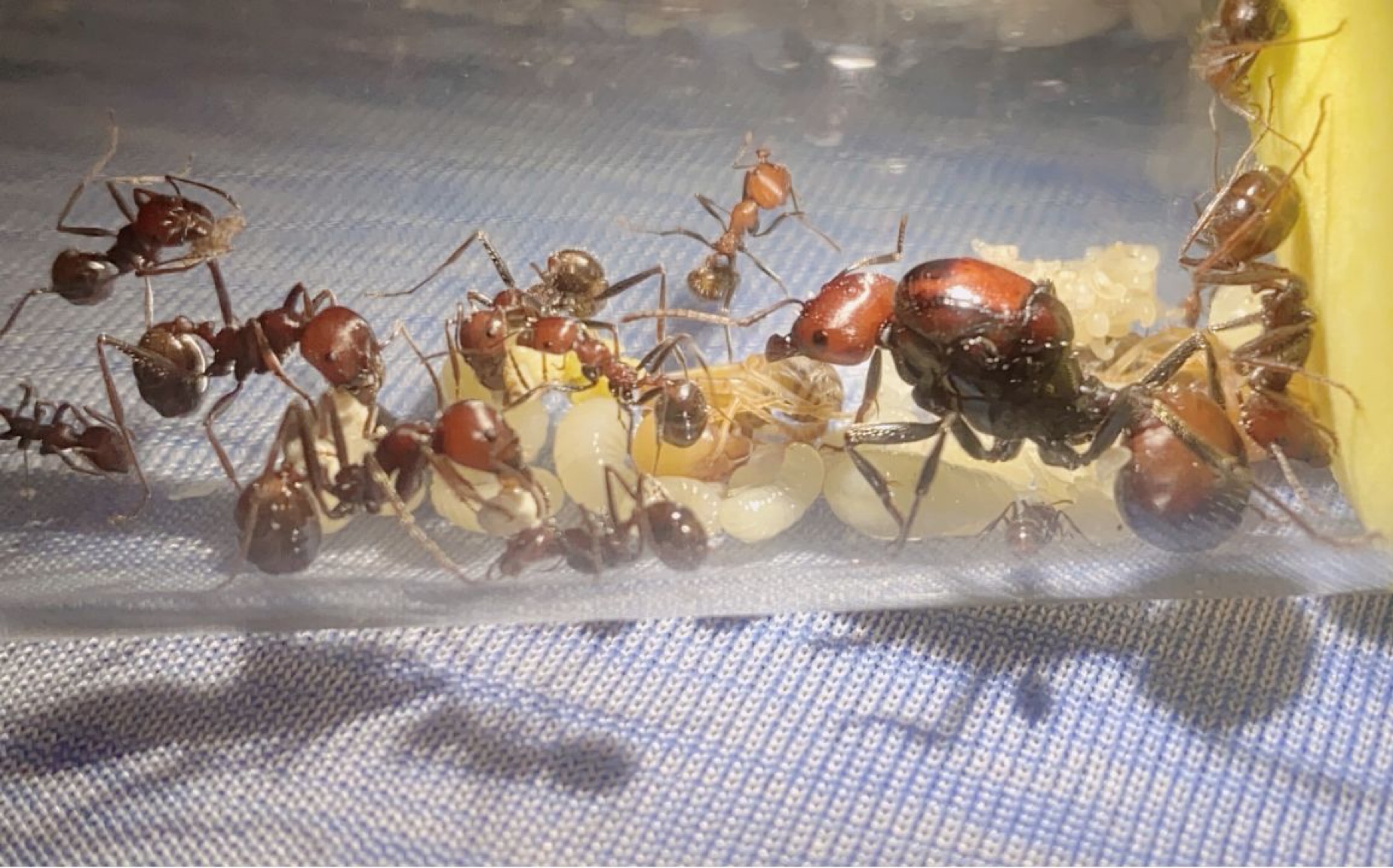 肯尼亚收获蚁#4