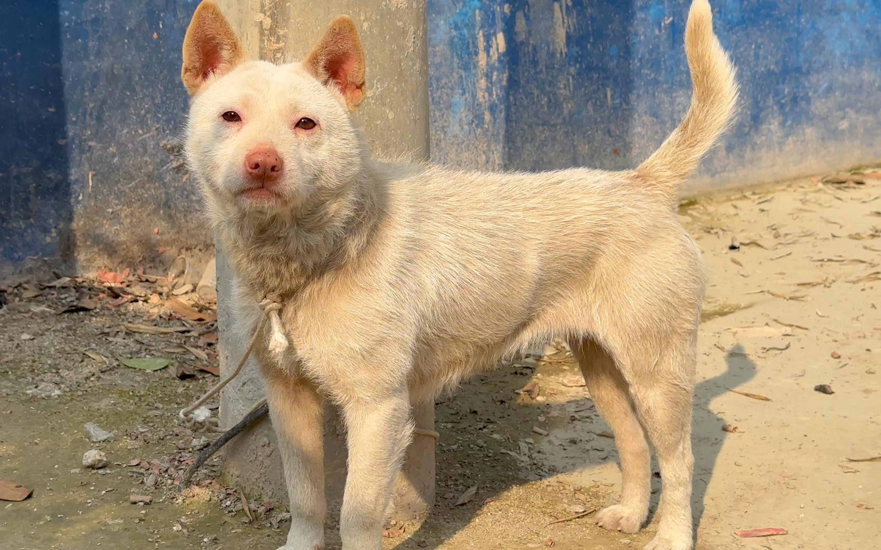 抓蛇师傅狗,看见绳子动都会很激动,据说去年抓了一百多斤蛇