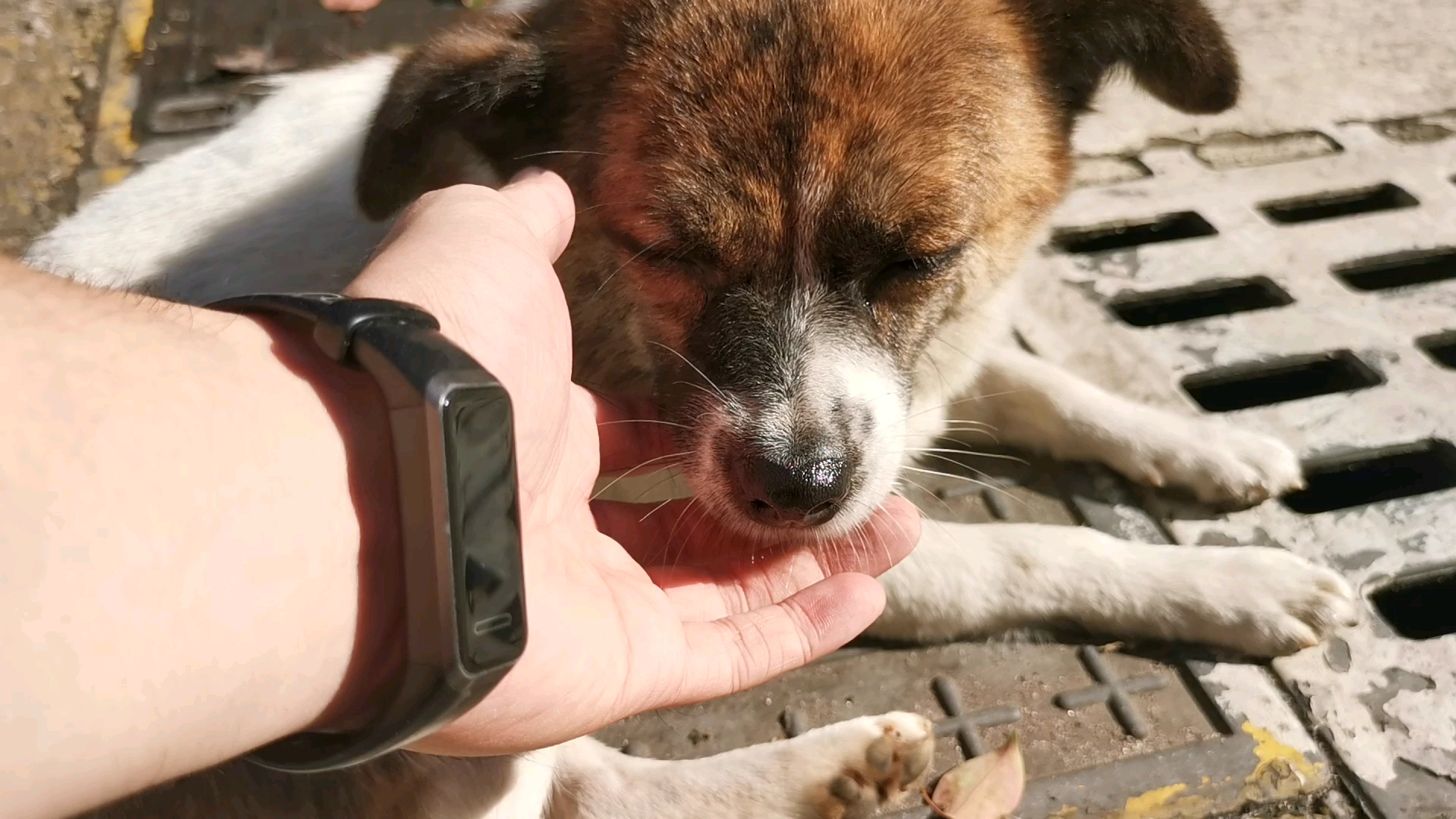 狗子被晒得滚烫滚烫的手感真好