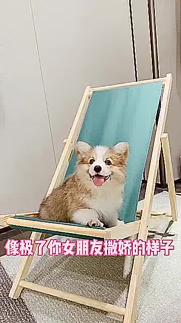 来看看是不是你女朋友撒娇的样子dogedoge二哈