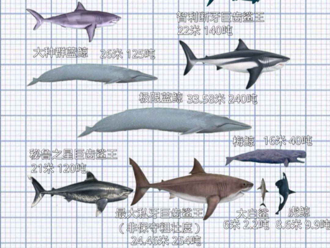 果然收藏家一出手,极限巨齿鲨瞬间长了两米多