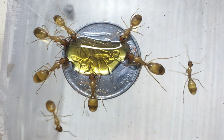 费氏弓背蚁(全黄)开箱&喂食红糖