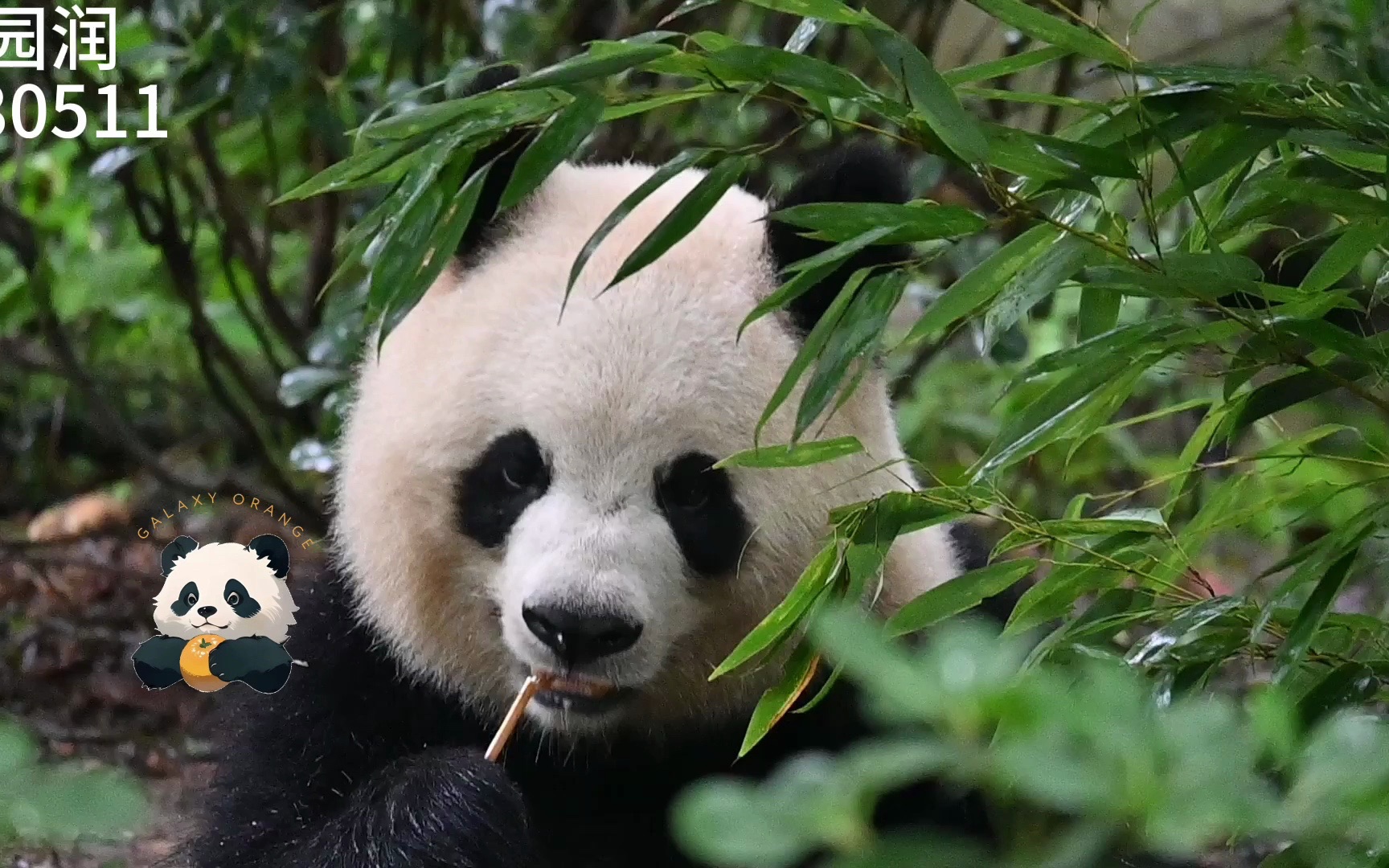 【大熊猫园润】230511 陈园润好漂亮