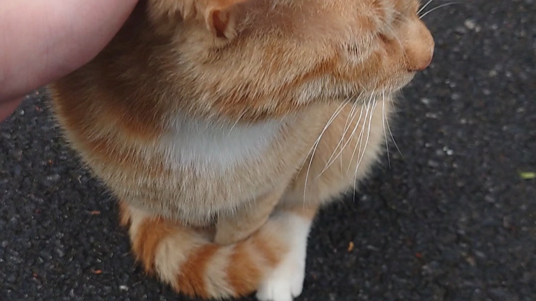 健人爬山偶遇绝世豪猫，拼尽全力无法不摸