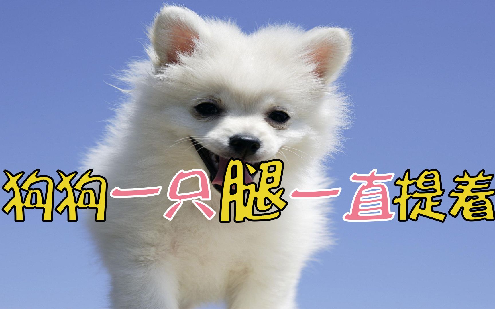 狗狗一只腿一直提着