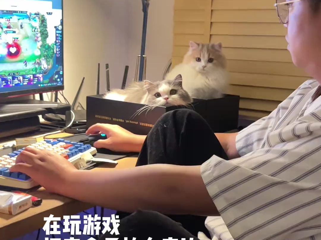 我的小猫是唯我主义!哔哩哔哩bilibili