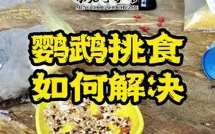 Download Video: 鹦鹉挑食怎么办？要纠正吗？