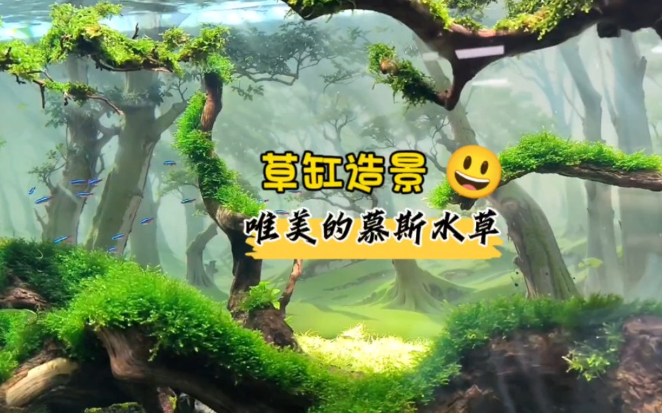 草缸造景 唯美的慕斯水草哔哩哔哩bilibili